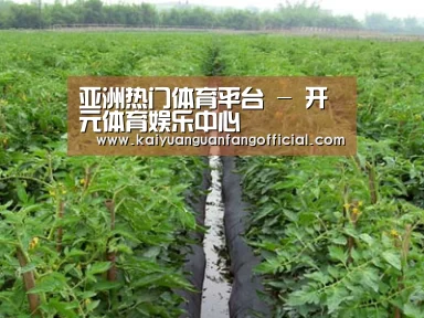 种植基地三